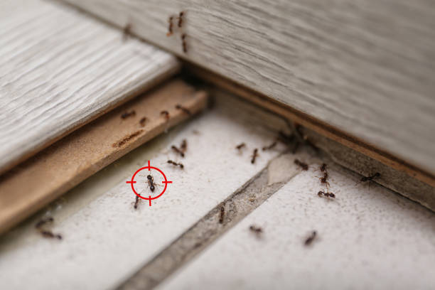 Best Best Pest Control Companies  in Glandorf, OH