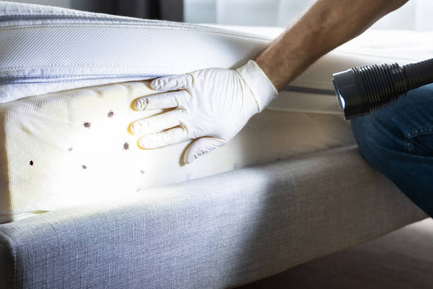 Best Termite Control Services  in Glandorf, OH