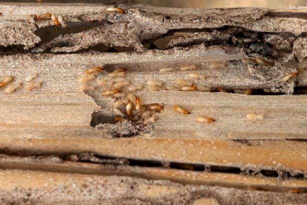 Best Residential Pest Control  in Glandorf, OH